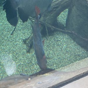 can anyone identify this fish