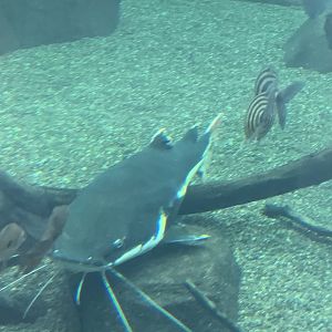 can anyone identify this fish