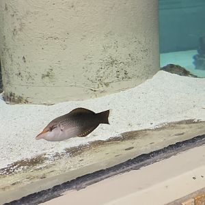 can anyone identify this fish