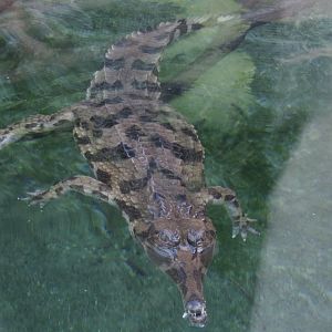 is this a false gharial or a regular gharial