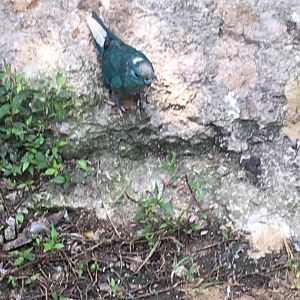 Unidentified Parakeet