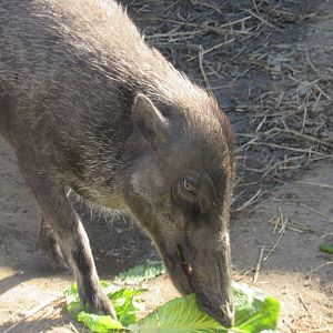 warty pig