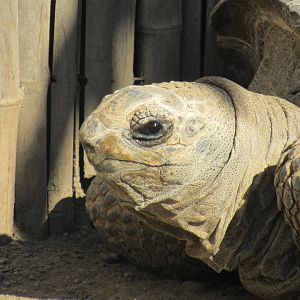 Aldabra tortoise