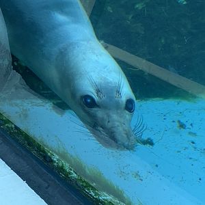 Northern elephant seal