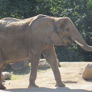 African elephant
