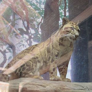 clouded leopard