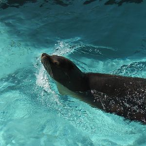 sea lion