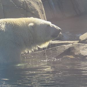 polar bear