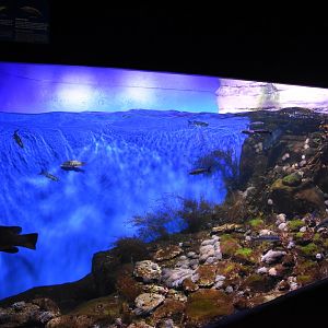 French atlantic tank example