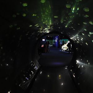 Jellyfish tunnel