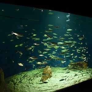 Atlantic shoal fish tank
