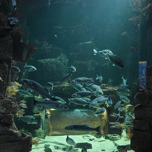 Atlantic fish tank