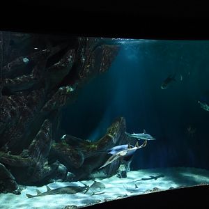 Bonnethead shark tank