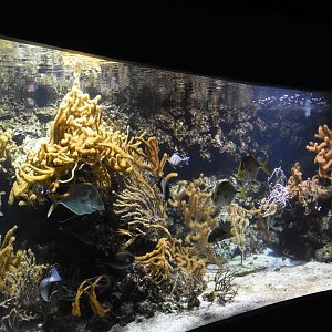 Caribbean reef tank