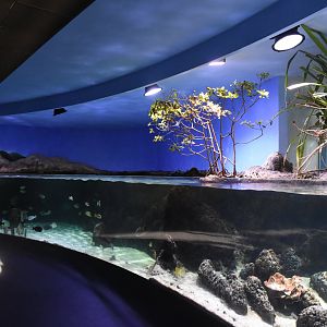 Pacific lagune tank