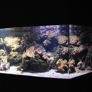Pacific reef tank example