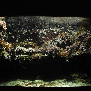 Pacific reef tank example