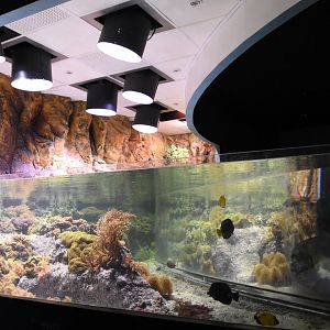 Pacific open reef tank
