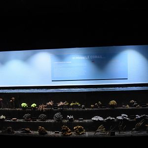 Coral breeding tank