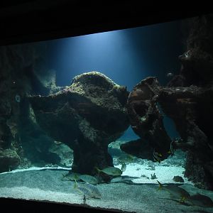 Sea turtle and moray eel tank