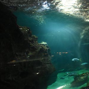 Second view on shark tank