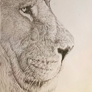 Asian lion