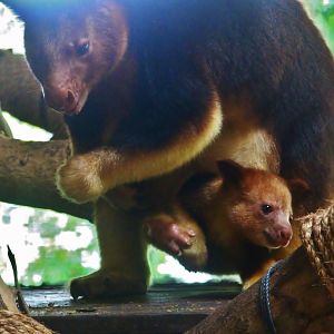 Australasia - Goodfellow's Tree Kangaroo