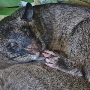 KidzWorld - Gambian Pouched Rat (Cricetomys gambianus)