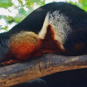 Fragile Forest - Prevost's Squirrel (Callosciurus prevostii raffleseii)