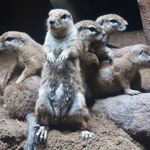Great Rift Valley of Ethiopia - Cape Ground Squirrel (Xerus inauris)