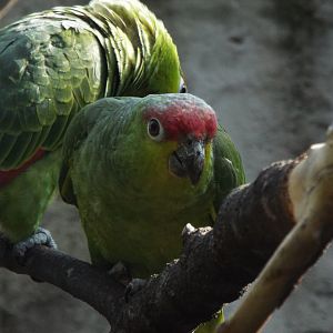 Ecuador Amazon Parrot, Chester Zoo