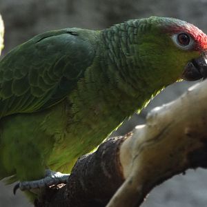 Ecuador Amazon Parrot, Chester Zoo