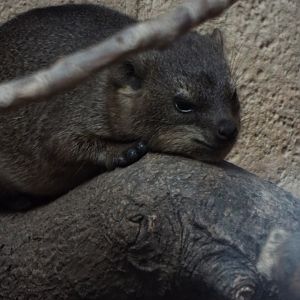 Young Rock Hyrax, Chester Zoo