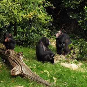 Chimp Group (mother and baby in centre), Chester Zoo