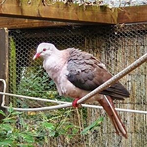 Pink pigeon