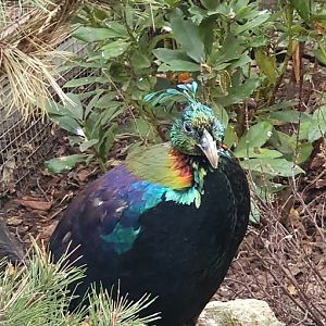 Himalayan monal