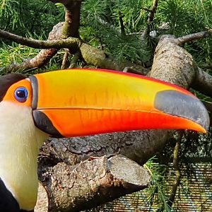 toco toucan
