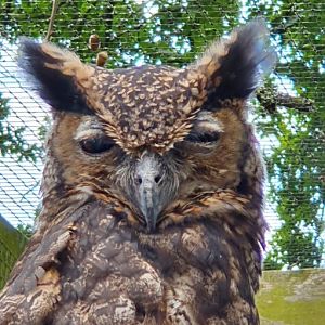 Great horned owl