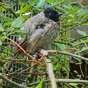 red vented bulbul