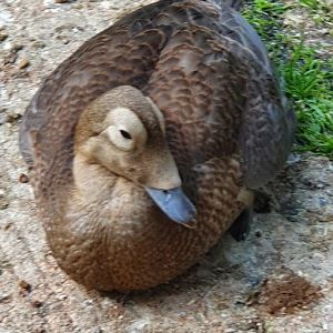 Spectacled eider duck
