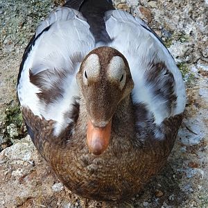 spectacled eider drake