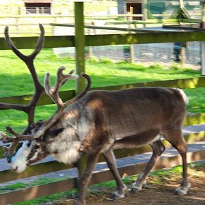Reindeer