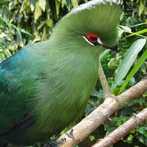 black billed turaco