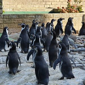 Humbolt penguins