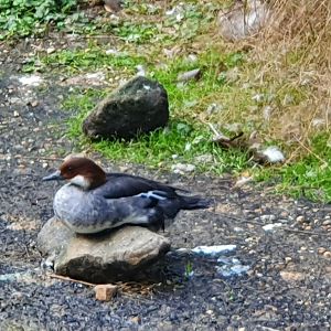 smew duck