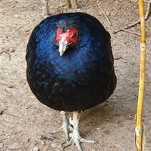 salvadori's pheasant