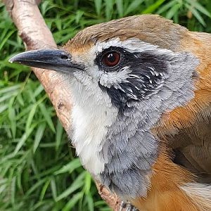 greater necklaced laughingthrush