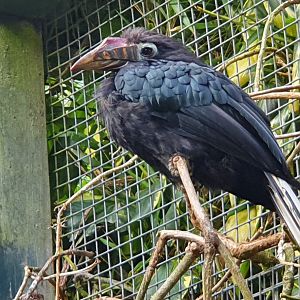 Tarictic Hornbill female
