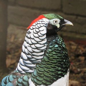 lady amherst's pheasant