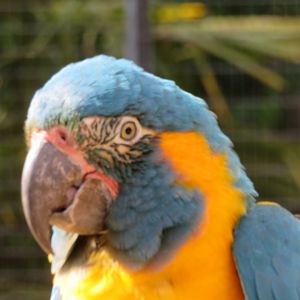 Blue throated macaw